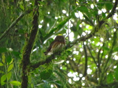 Glaucidium