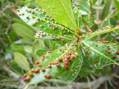 Sideroxylon inerme