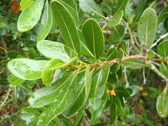 Sideroxylon inerme