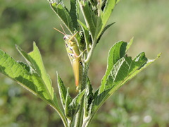 Hesperotettix viridis