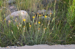 Pseudopodospermum pubescens