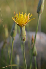 Pseudopodospermum pubescens