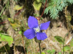 Gentianopsis thermalis