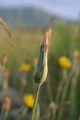 Pseudopodospermum pubescens