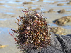 Desmarestia aculeata