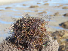 Desmarestia aculeata