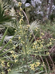 Baccharis glomeruliflora