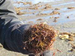 Desmarestia aculeata