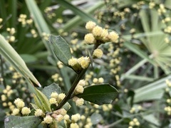 Baccharis glomeruliflora