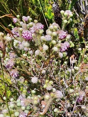 Erica barbigeroides