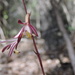 Texas Crested Coralroot - Photo (c) Sam Kieschnick, some rights reserved (CC BY)