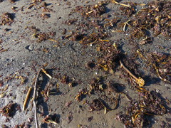 Desmarestia aculeata