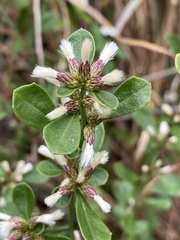 Baccharis glomeruliflora