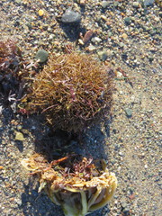 Desmarestia aculeata