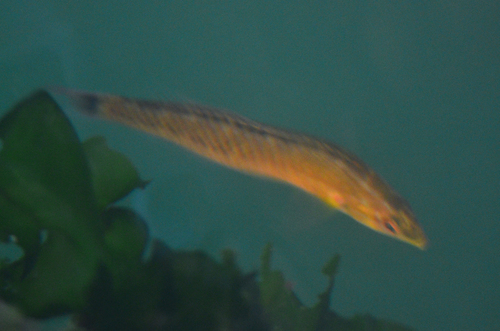 Señorita Wrasse
