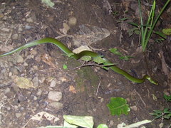 Mastigodryas danieli