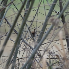 Troglodytes troglodytes