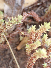 Crassula lanceolata