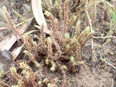 Crassula lanceolata