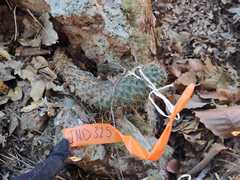 Coryphantha clavata