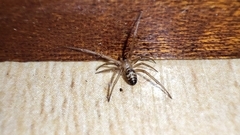 Steatoda grossa