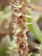 Crassula lanceolata