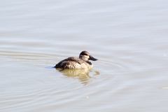 Oxyura jamaicensis