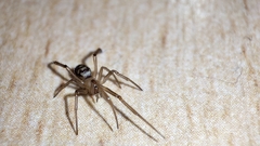 Steatoda grossa