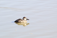 Oxyura jamaicensis