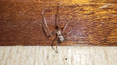 Steatoda grossa