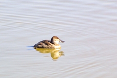 Oxyura jamaicensis
