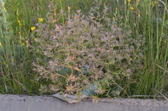 Nepeta ucranica