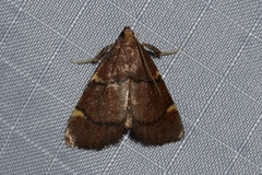 Hypsopygia thymetusalis