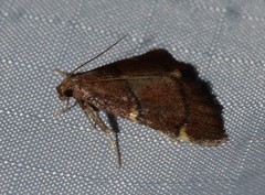 Hypsopygia thymetusalis
