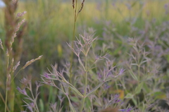 Nepeta ucranica