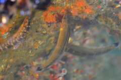 Halichoeres californicus