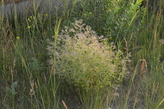 Nepeta ucranica