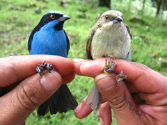 Dacnis hartlaubi