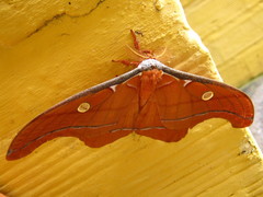 Antheraea godmani