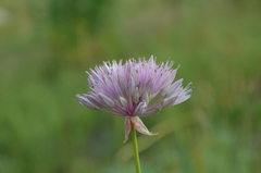 Allium dolichostylum