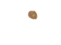 Campylium bambergeri