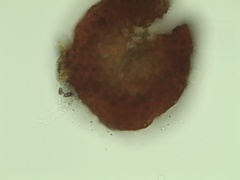Campylium bambergeri