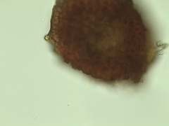 Campylium bambergeri