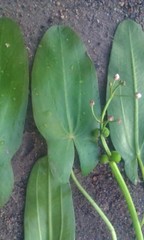 Sagittaria × lunata