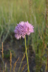 Allium dolichostylum