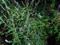 Salvia connivens