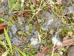 Oryctolagus cuniculus cuniculus