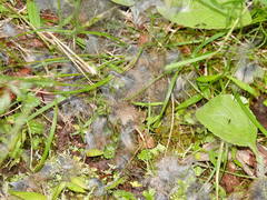 Oryctolagus cuniculus cuniculus