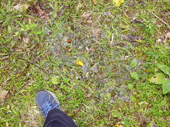 Oryctolagus cuniculus cuniculus