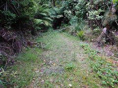 Oryctolagus cuniculus cuniculus